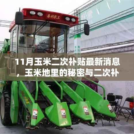 揭秘玉米地秘密与二次补贴最新动态