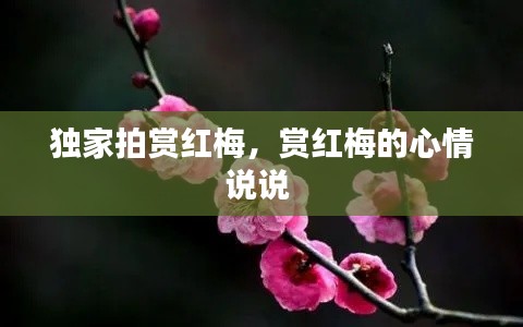独家拍赏红梅,赏红梅的心情说说