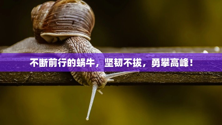 不断前行的蜗牛,坚韧不拔,勇攀高峰!
