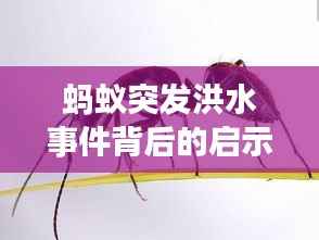 蚂蚁突发洪水事件背后的启示与人类责任探讨