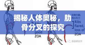 揭秘人体奥秘,肋骨分叉的探究