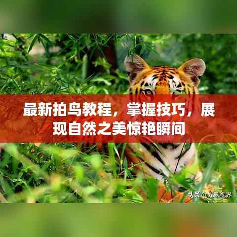 最新拍鸟教程,掌握技巧,展现自然之美惊艳瞬间