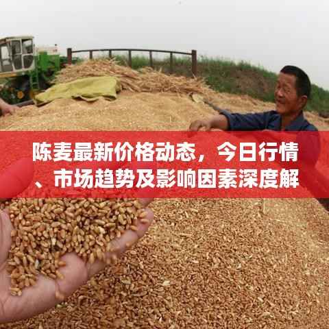 陈麦最新价格动态,今日行情、市场趋势及影响因素深度解析
