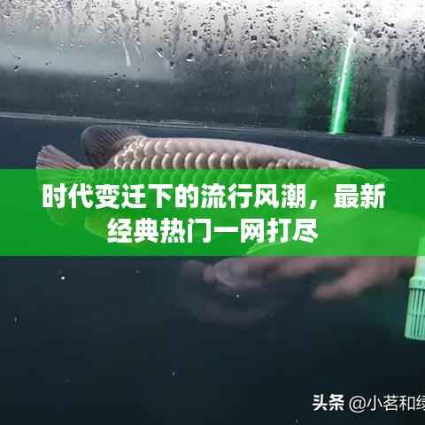 时代变迁下的流行风潮,最新经典热门一网打尽